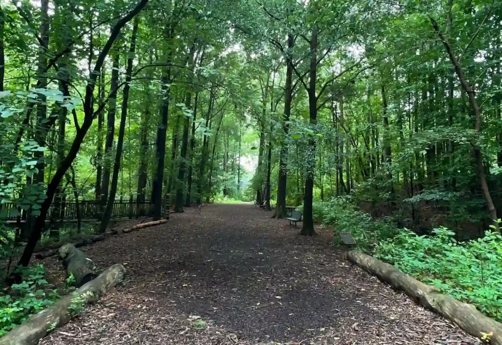 Wide forest trail lined with logs and benches under a dense canopy of green trees.