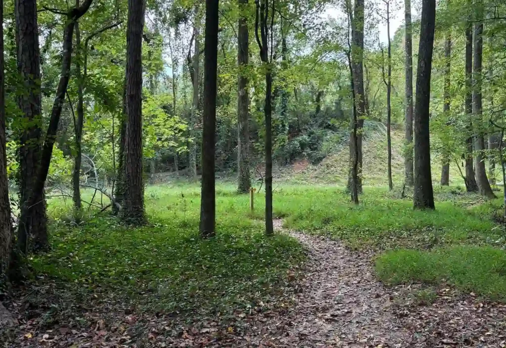 Winding dirt path through a lush green forest with tall trees and ivy.